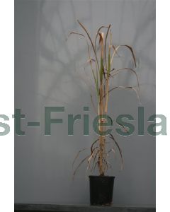 Miscanthus giganteus C2