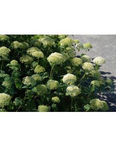 Hydrangea arb. 'Strong Annabel'® C3