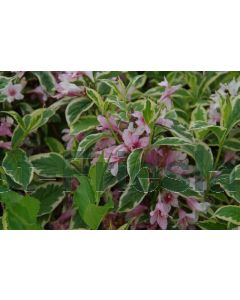 Weigela florida 'Nana Variegata' 30-40 kw 2-3 tak bos á 25 stuks