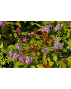 Spiraea japonica 'Double Play Big Bang' C3