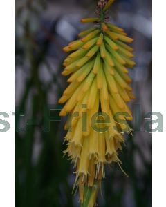 Kniphofia 'Mango Popsicle' P9 / 24 per kist