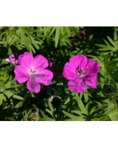 Geranium sang. 'Elsbeth' P9 / 24 per kist