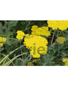 Achillea 'Moonshine' C1.5