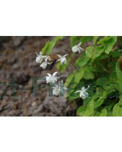 Epimedium youngianum 'Niveum' P9 / 24 per kist