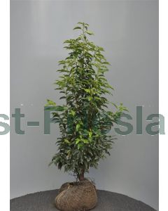 Prunus l. 'Angustifolia' 100-120 cm kluit