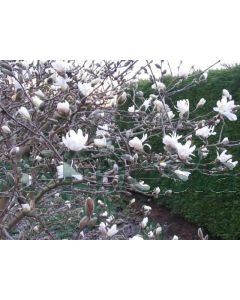 Magnolia stellata 'Royal Star' 70-80 cm C5