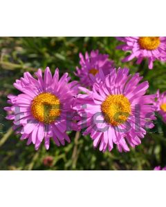 Aster alpinus 'Happy End' C1.5