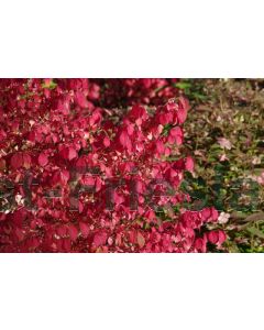 Euonymus alatus 40-50 cm C5