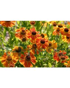 Helenium 'Waltraut' P9 / 24 per kist