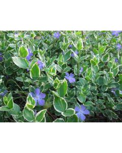 Vinca major 'Variegata' P9 / 24 per kist