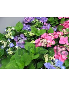 Hydrangea m. 'Zorro' C2