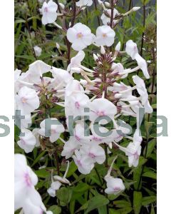 Phlox (M) 'Delta' P9 / 24 per kist