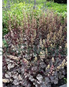 Heuchera 'Silver Scrolls' C2