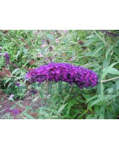 Buddleja dav. 'Black Knight' C2