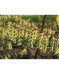 Stachyurus praecox 40-50 cm C3