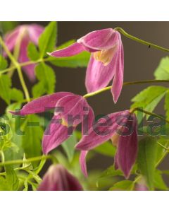 Clematis alpina 'Ruby' 75 cm C2