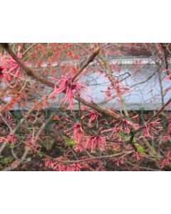 Hamamelis int. 'Ruby Glow' 60-80 cm C7.5