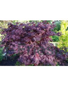 Acer pal. 'Fireglow' C25 180 cm stam