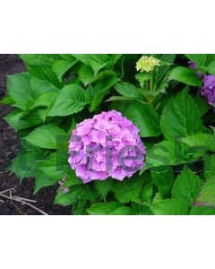 Hydrangea m. 'Altona' C2