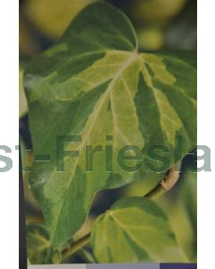 Hedera colchica 'Sulphur Heart' 75 cm C2