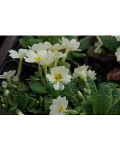 Primula vulgaris P9 / 24 per kist