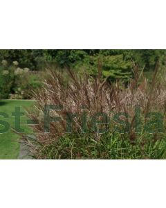 Miscanthus sin. 'Ferner Osten' P9 / 24 per kist