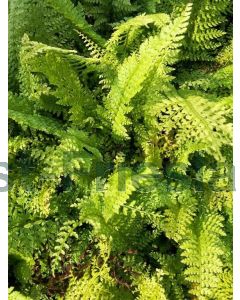 Polystichum set. 'Proliferum' P9 / 24 per kist