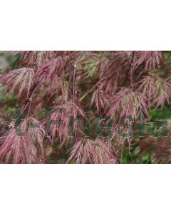 Acer pal. 'Garnet' 40-50 cm C5