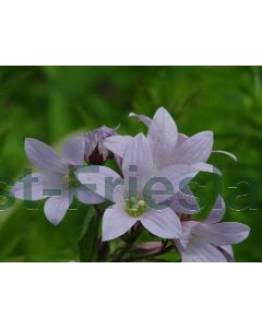 Campanula lact. 'Loddon Anna' P9 / 24 per kist