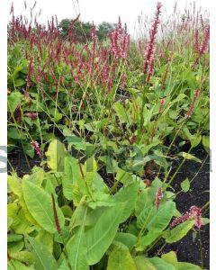 Persicaria ampl. 'High Society' P9 / 24 per kist