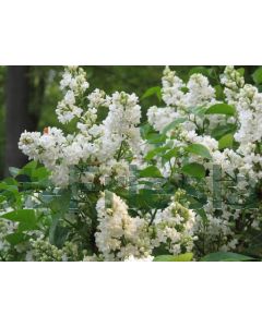 Syringa v. 'Mme Lemoine' C10 120 cm stam