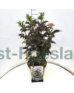 Sambucus nig. 'Black Tower'® 60-80 cm C10