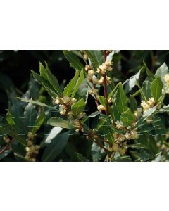 Laurus nobilis C50 vorm