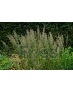 Calamagrostis brachytricha P9 / 24 per kist