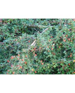 Cotoneaster suec. 'Skogholm' P9 / 24 per kist