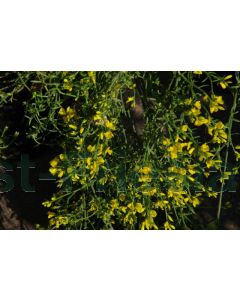 Genista lydia 80-100 cm C20