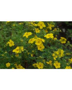 Potentilla f. 'Goldfinger' P14