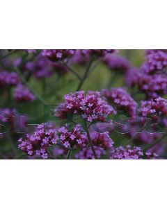 Verbena bon. 'Lollipop' P9 / 24 per kist