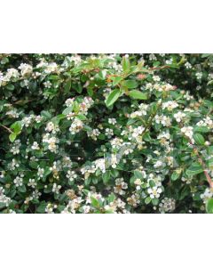 Cotoneaster radicans 'Eichholz' P14