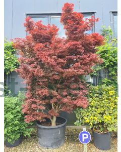 Acer pal. 'Skeeter's Broom' 300-350 cm C290 Meerstam