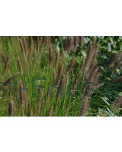 Pennisetum al. 'Moudry' P9 / 24 per kist