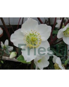 Helleborus niger P9 / 24 per kist