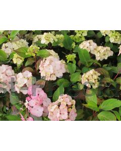 Hydrangea serr. 'Preziosa' C2