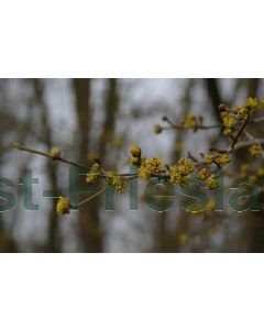 Cornus mas 40-50 cm C3.5