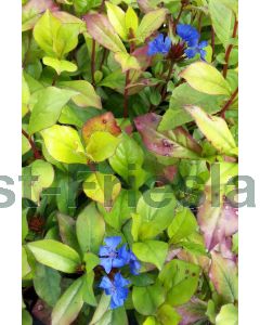 Ceratostigma plumbaginoides P9 / 24 per kist