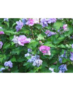 Hibiscus syr. 'Ardens' 100-125 cm C20