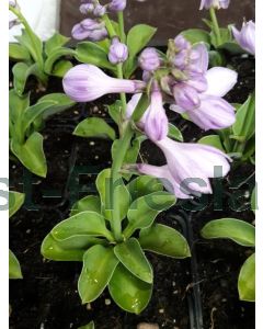 Hosta 'Blue Mouse Ears' P9 / 24 per kist