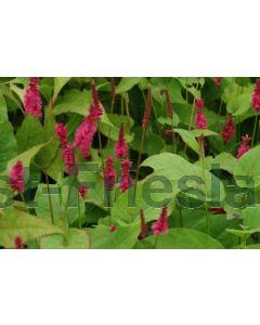 Persicaria ampl. 'Lisan' P9 / 24 per kist