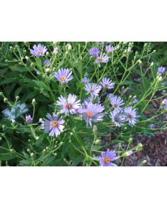 Aster 'Twilight' P9 / 24 per kist