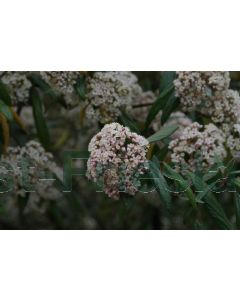 Viburnum 'Pragense' 50-60 cm C5